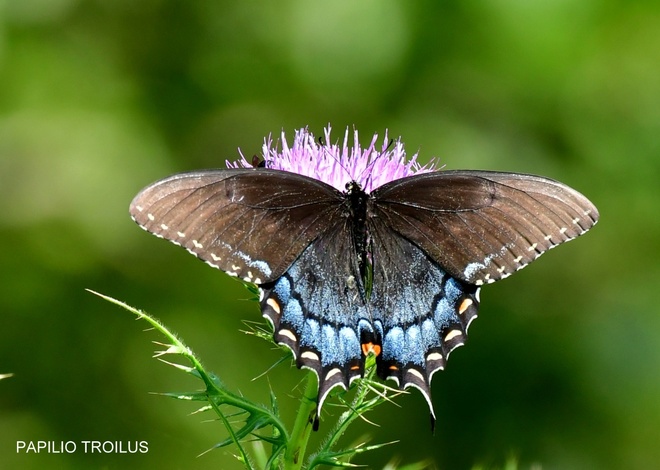 Papilio Troilus