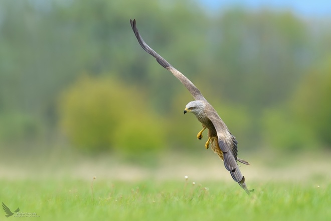 kania czarna, Black Kite (Milvus migrans) ...