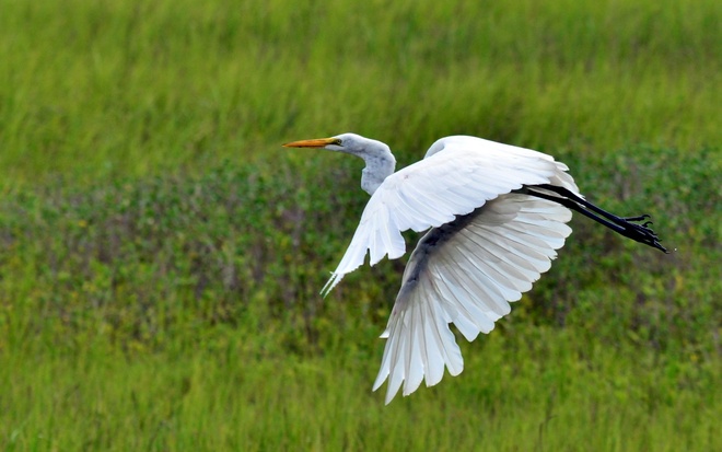 ARDEA  ALBA  EGRETTA / Czapla biała