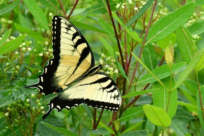 Papilio rutulus