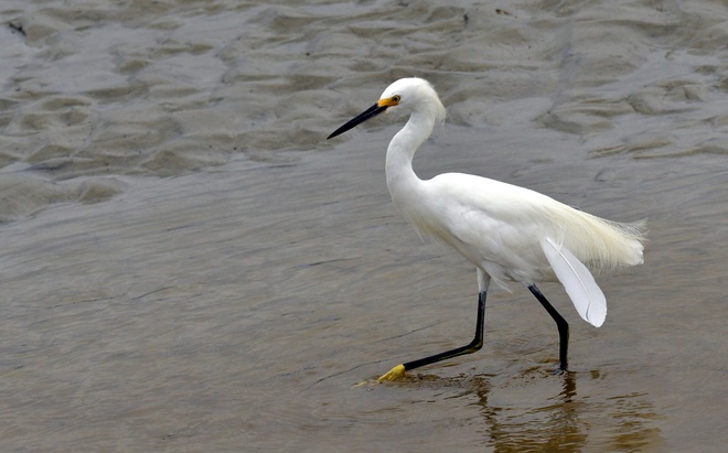 SNOWY  EGRET  / Czapla snieżna