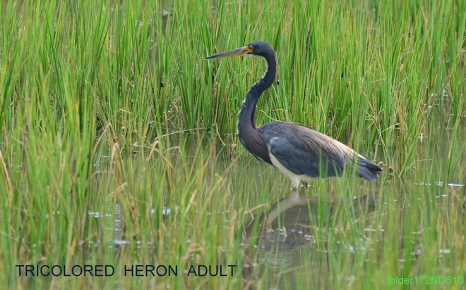 TRICOLORED  HERON - adult