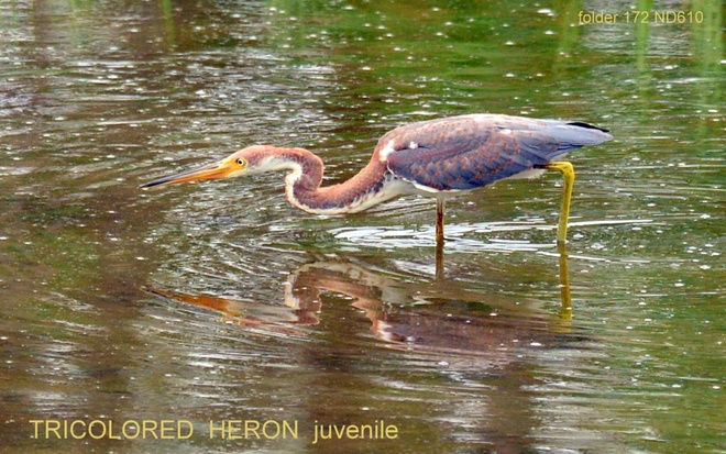 TRICOLORED  HERON -juvenile