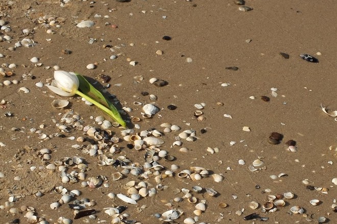 Plaża po sztormie