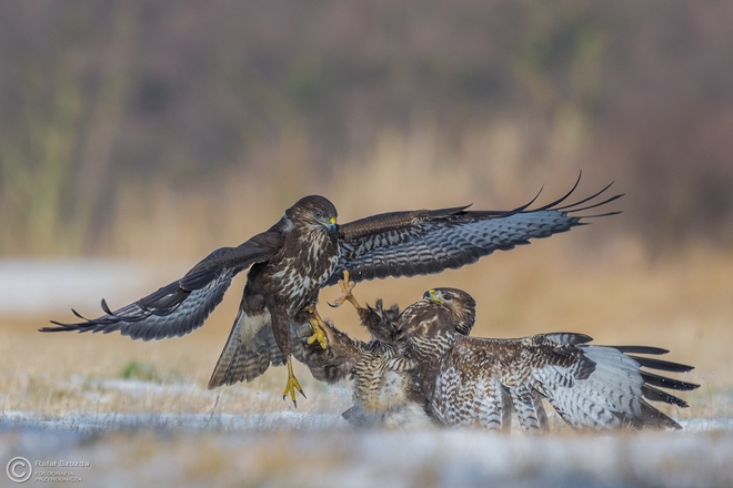 Myszoł&oacute;w, Common Buzzard (Buteo buteo) ... 2016r