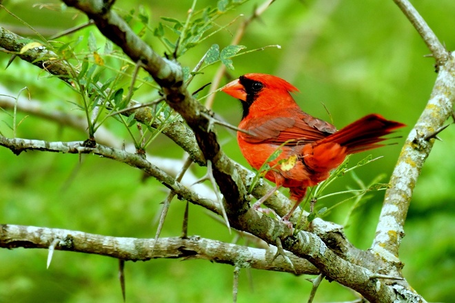 NORTHERN CARDINAL MALE