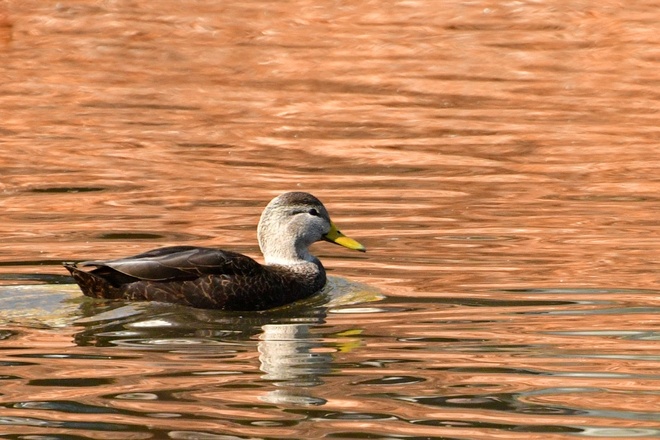 American Black Duck / Brazowka