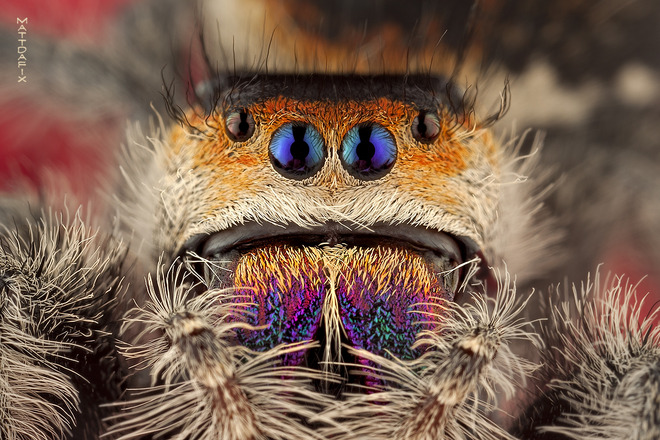 phidipus regius