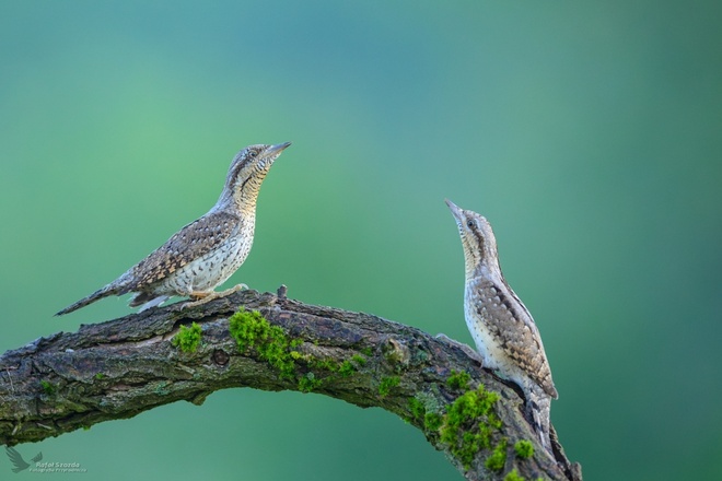 Krętogłowy, Eurasian Wryneck (Jynx torquilla) ... 2024r