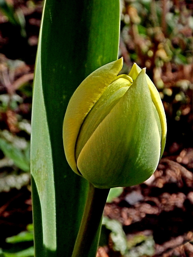 Tulipan