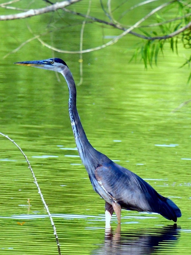 GREAT BLUE HERON / Czapla modra