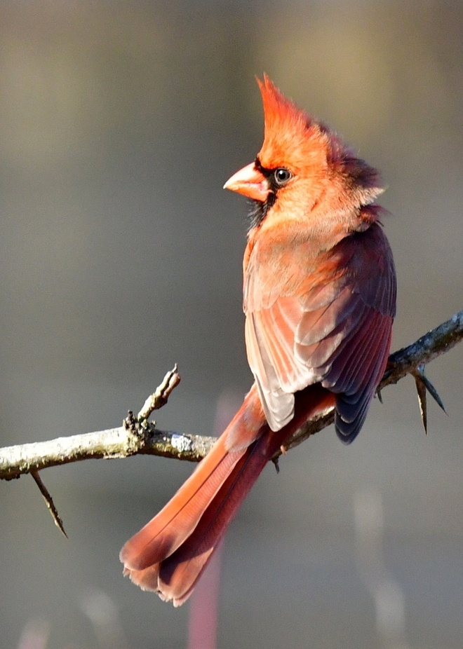 Northern Cardinal - male