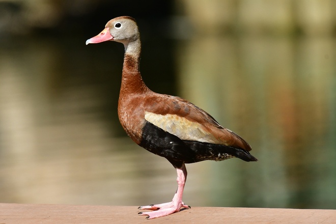 Black-bellied  Whistling-Duck