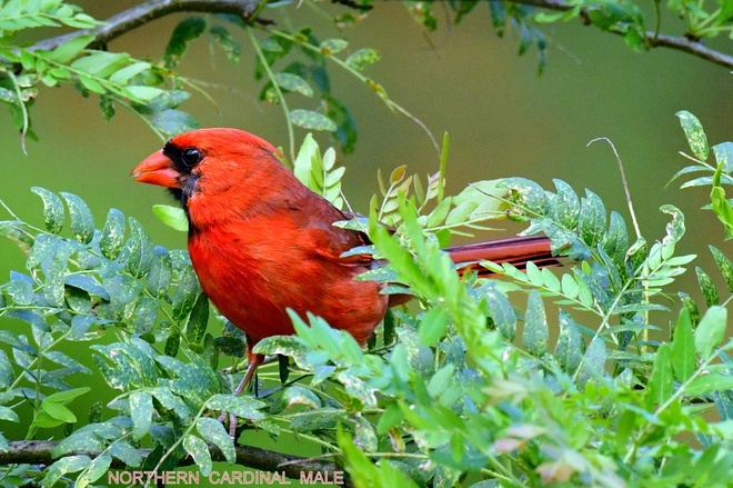 NORTHERN CARDINAL MALE