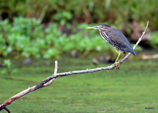 GREEN HERON