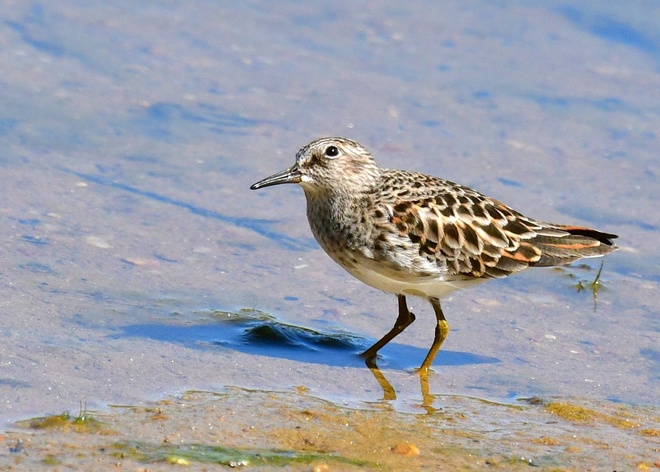  PECTORAL SANDPIPER