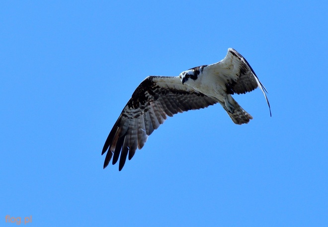 OSPREY  / Ryboł&oacute;w zwyczajny