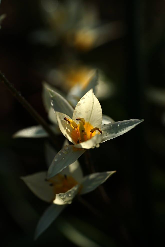 Tulipan, botaniczny zresztą...