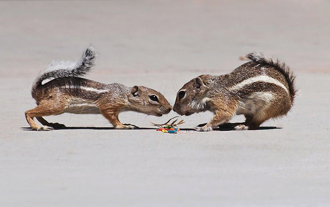 Chipmunks