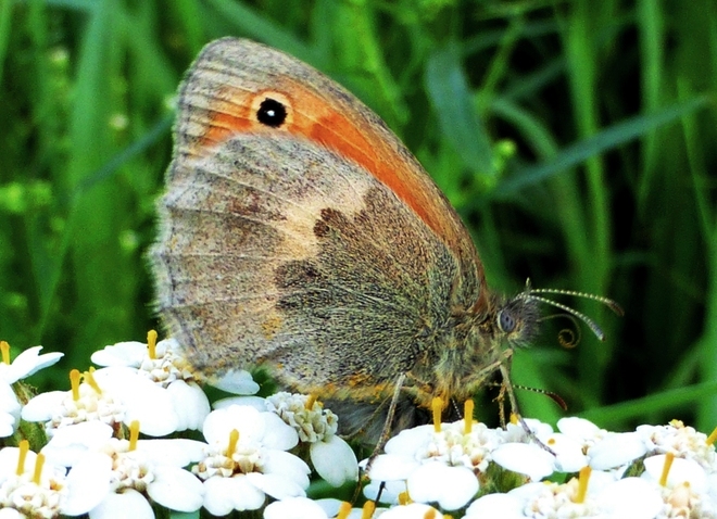 Motyl strzępotek ruczajnik