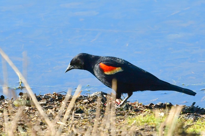 RED-WINGED  BLACKBIRD