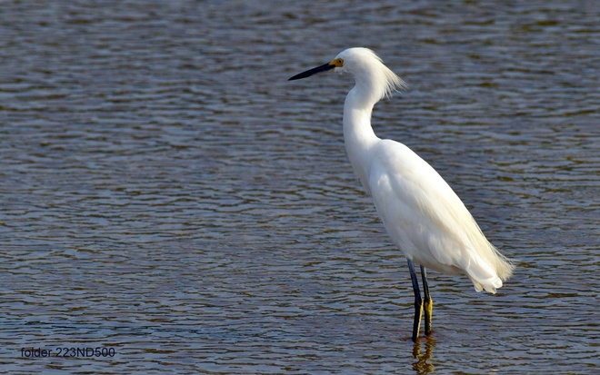 SNOWY  EGRET  / Czapla snieżna