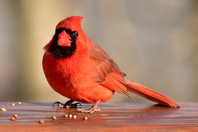 Northern Cardinal - male (2)