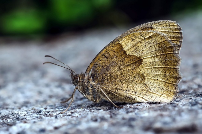 Przestrojnik jurtnia (Maniola jurtina)