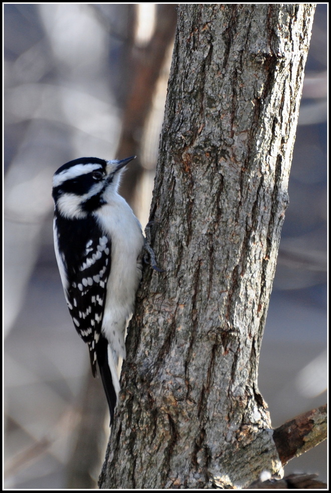 Downy Woodpecker