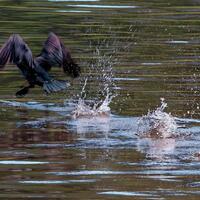 ucieczka kormorana