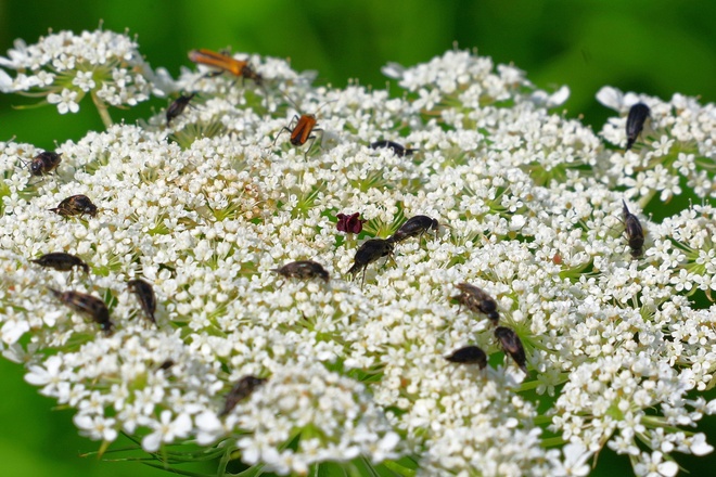 Jadłodajnia pod chmurką