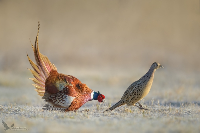 Zalotnik - Bażant, Common Pheasant (Phasianus colchicus) ... 2021r