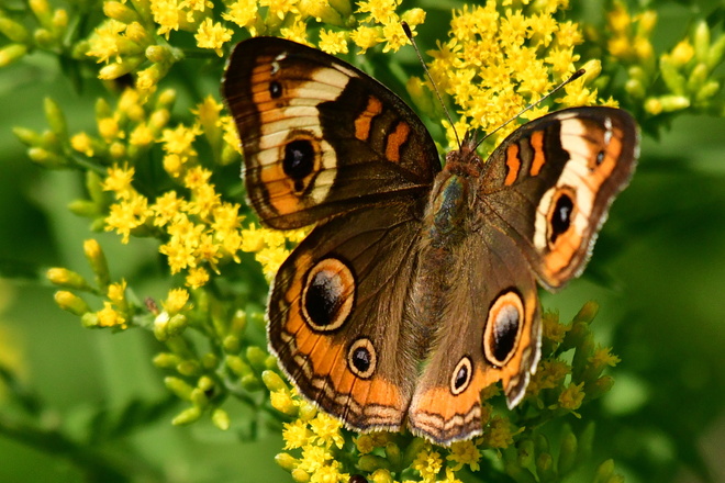     Junonia Coenia.