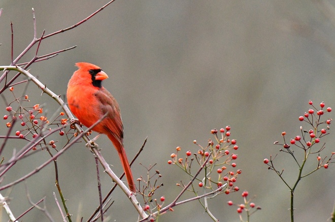 Northern Cardinal  Male