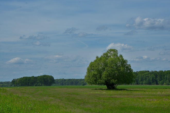 wierzba dubeltowa