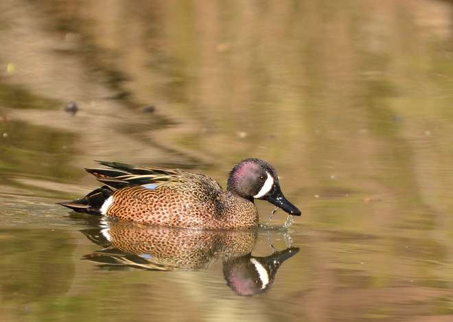 Blue Winged Teal