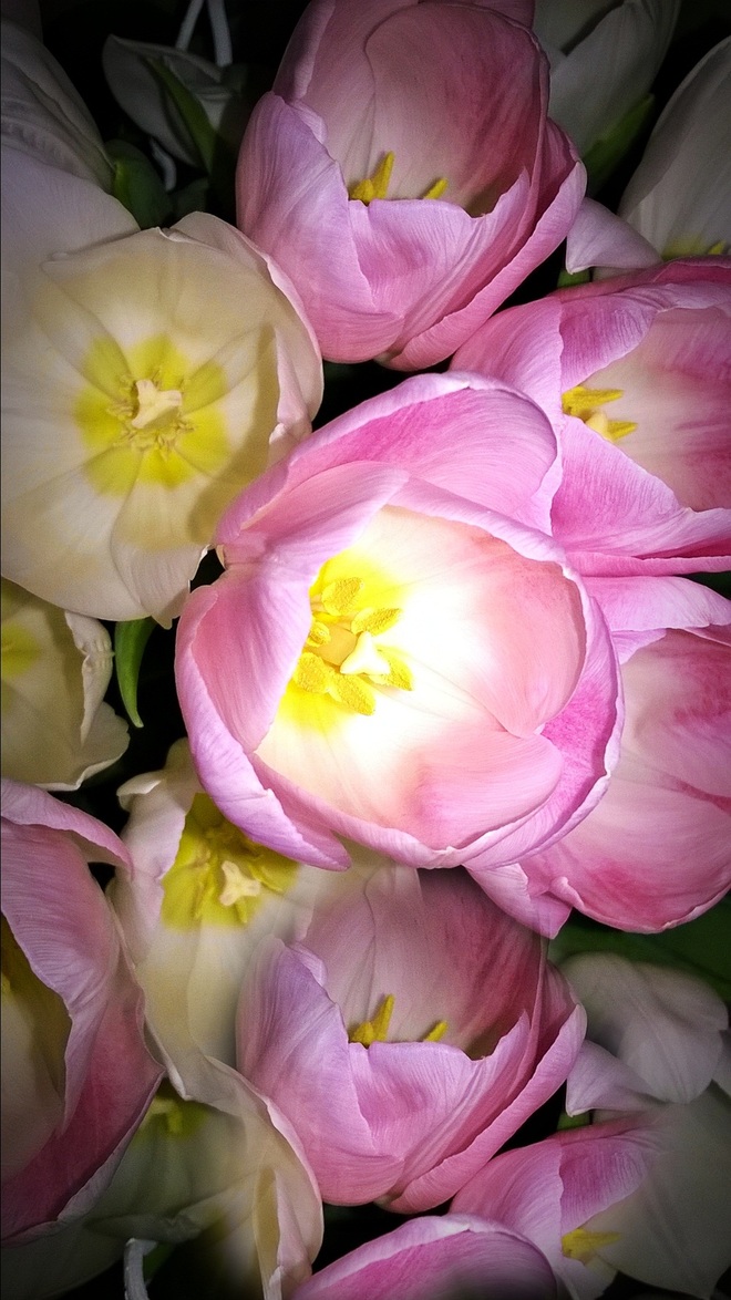 Szaleństwo na temat tulipan&oacute;w....