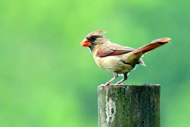 NORTHERN CARDINAL FEMALE