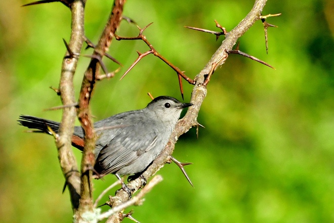 GRAY CATBIRD  (1)