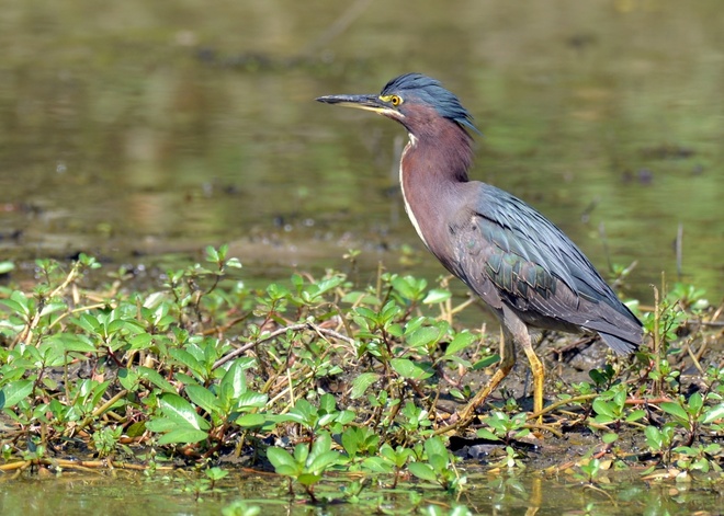 Green Heron Adult