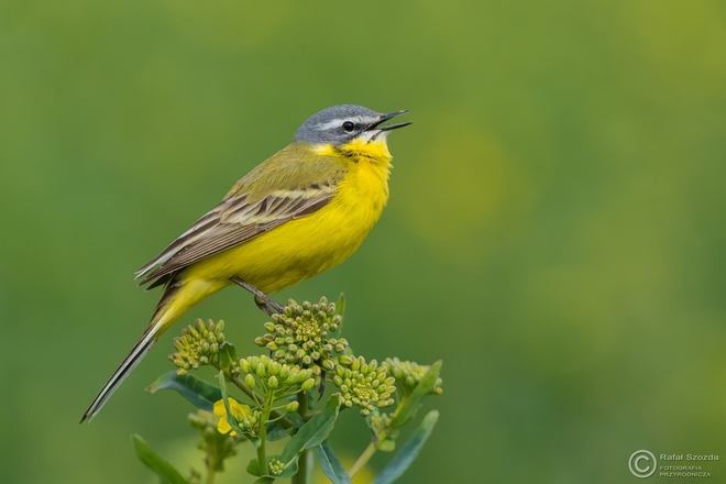 Pliszka ż&oacute;łta, Yellow Wagtail (Motacilla flava) ... 2016r