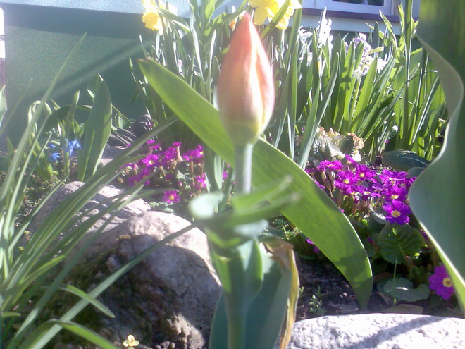 &quot;młody,, tulipan