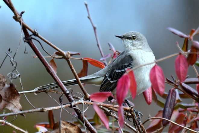 MIMUS POLYGLOTTOS / Northern Mockingbird