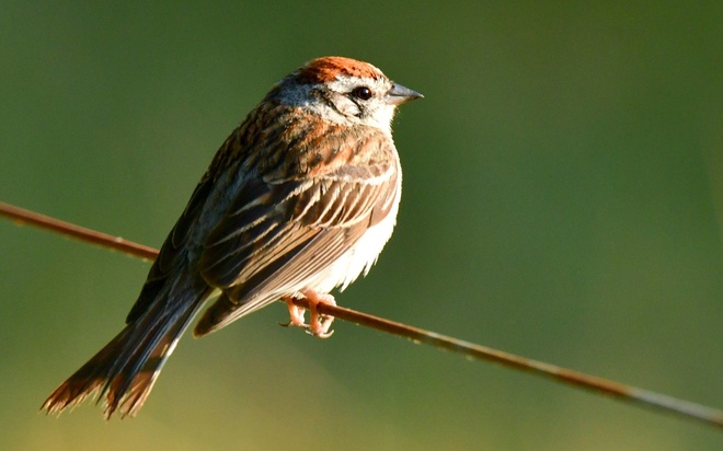 CHIPPING  SPARROW  /Spizela białobrewa