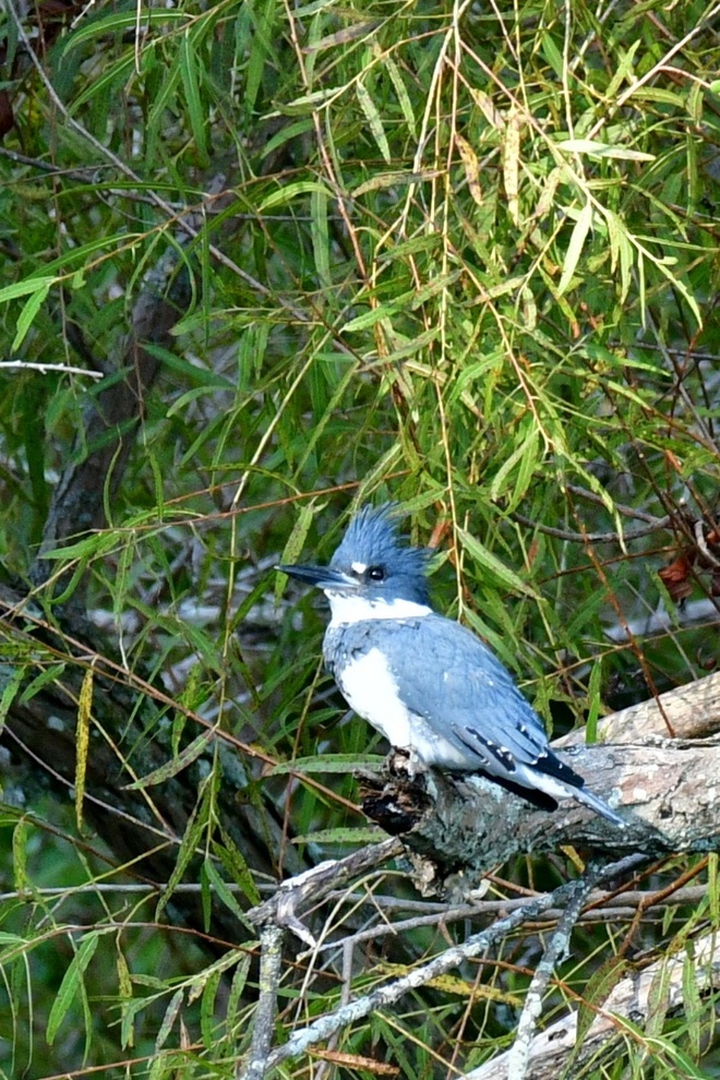 BELIED KINGFISHER - Male