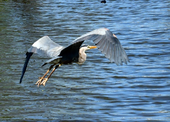 Great Blue Heron /Czapla modra