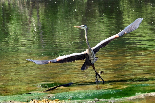 Great Blue Heron / Czapla modra