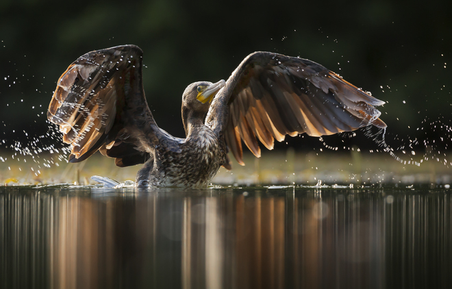 Kormoran - Phalacrocorax carbo