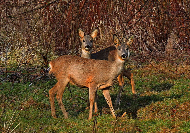 Zaskoczenie