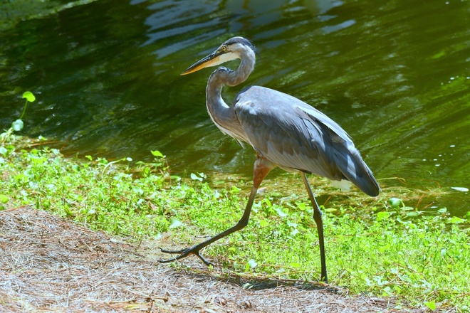 GREAT BLUE HERON / Czapla modra